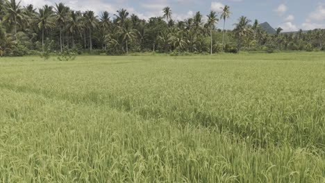 Clip-showing-the-view-over-the-rice-fields-near-forest-with-mature-crop