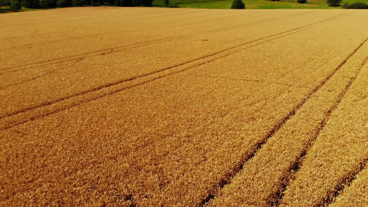 volando sobre campos de cebada dorados y maduros