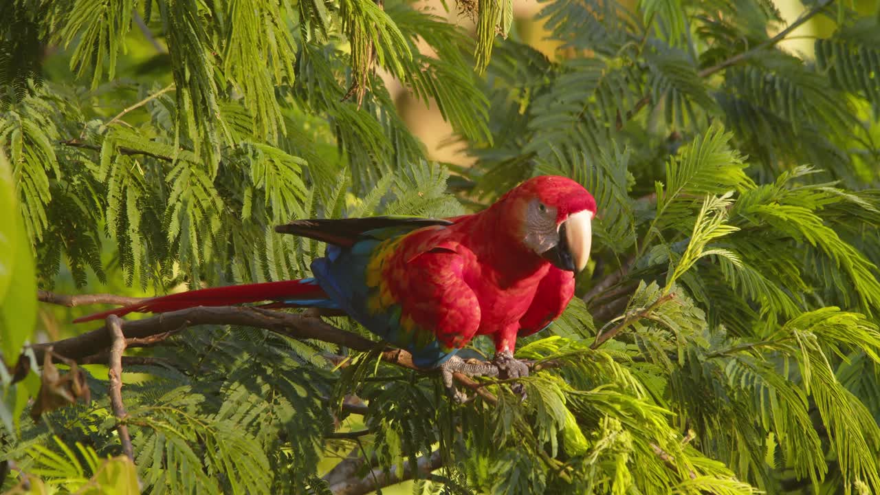 Scarlet Macaw basking on a tree branch, captured up close amid the greenery of the Amazon rainforest.