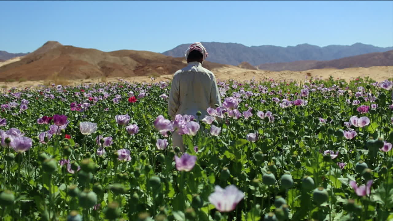 un hombre árabe se para en los campos de opio durante la temporada de cosecha 3