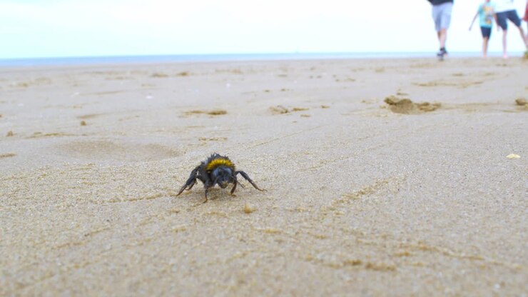 Grande bombo esausto e stanco che si aggira su una spiaggia sabbiosa