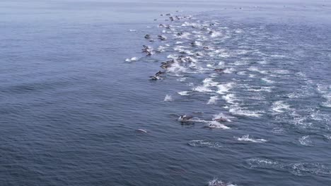 raras imágenes de un mega grupo de delfines comunes estampando desde una perspectiva única de avión no tripulado en dana point, california