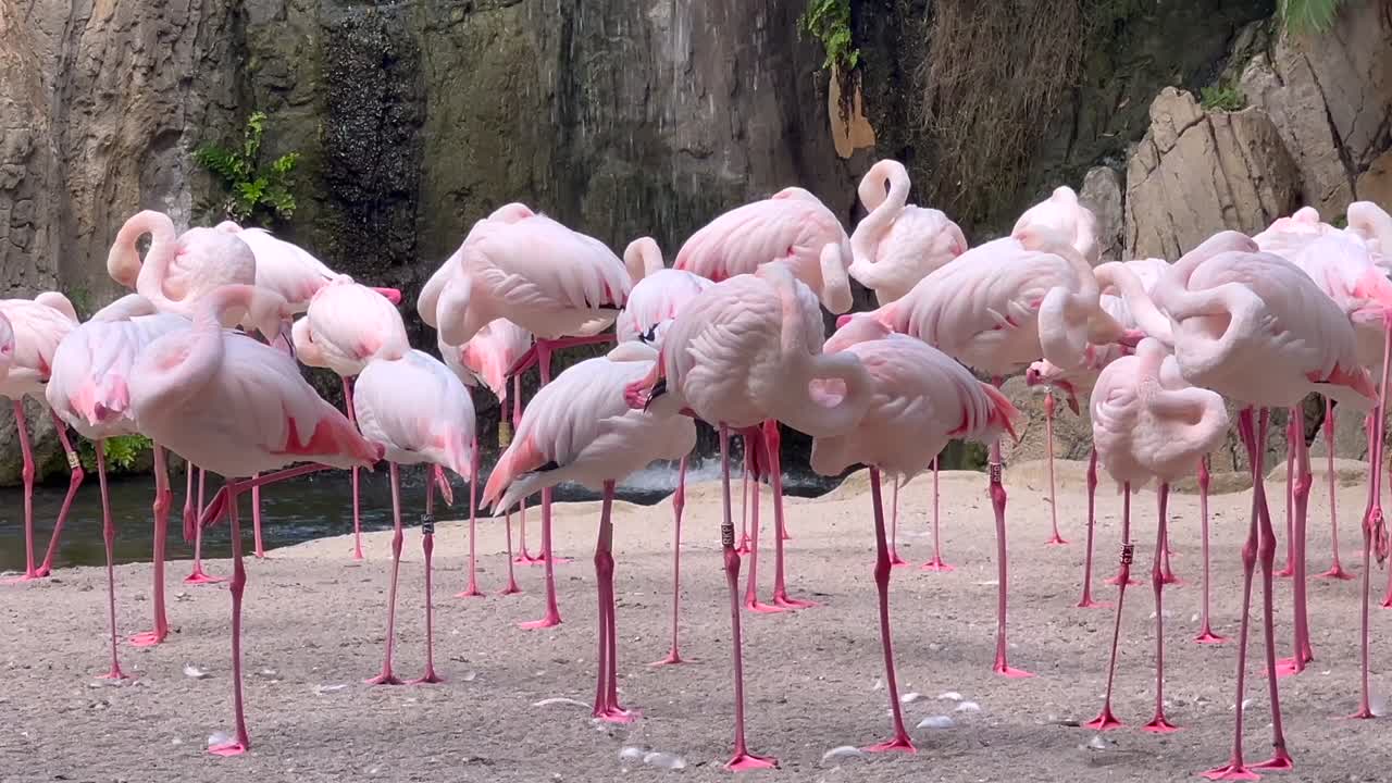 Group of African pink flamingos resting on a riverbank inside a natural reservoir. 4K