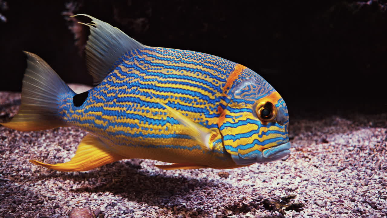 Close up of a sailfin snapper fish swimming near coral reefs