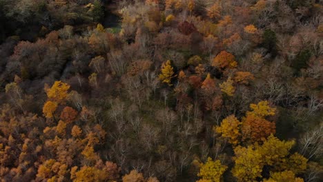 Vuelo-Aéreo-Lento-Sobre-El-Hermoso-Bosque-De-Colores-Otoñales-Con-Luz-Solar-Cambiante