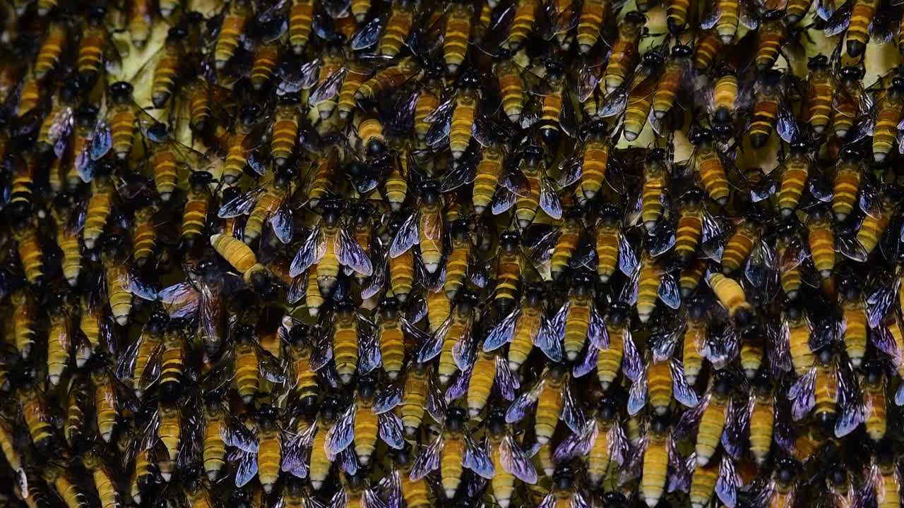se sabe que las abejas melíferas gigantes construyen grandes colonias de nidos con bolsillos simétricos hechos de cera para almacenar miel como fuente de alimento.