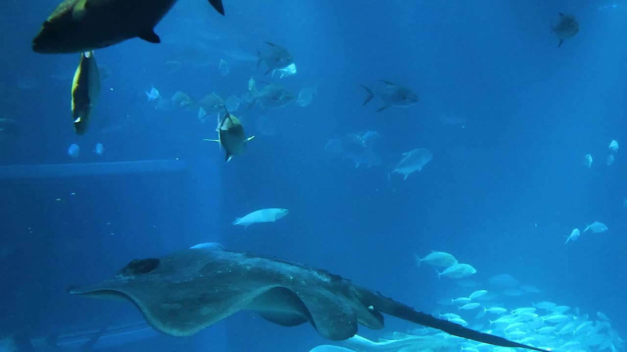 A serene view of rays and fish gliding through the vibrant blue waters of an aquarium.