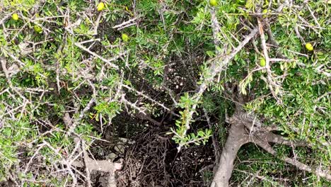 Argan-tree-branches-with-ripe-nuts-and-green-leaves-6