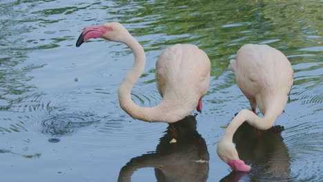 three flamingoes stand in shallow water, drinking and feeding with curved necks. natural daylight illuminates the calm pond, creating a peaceful wildlife scene