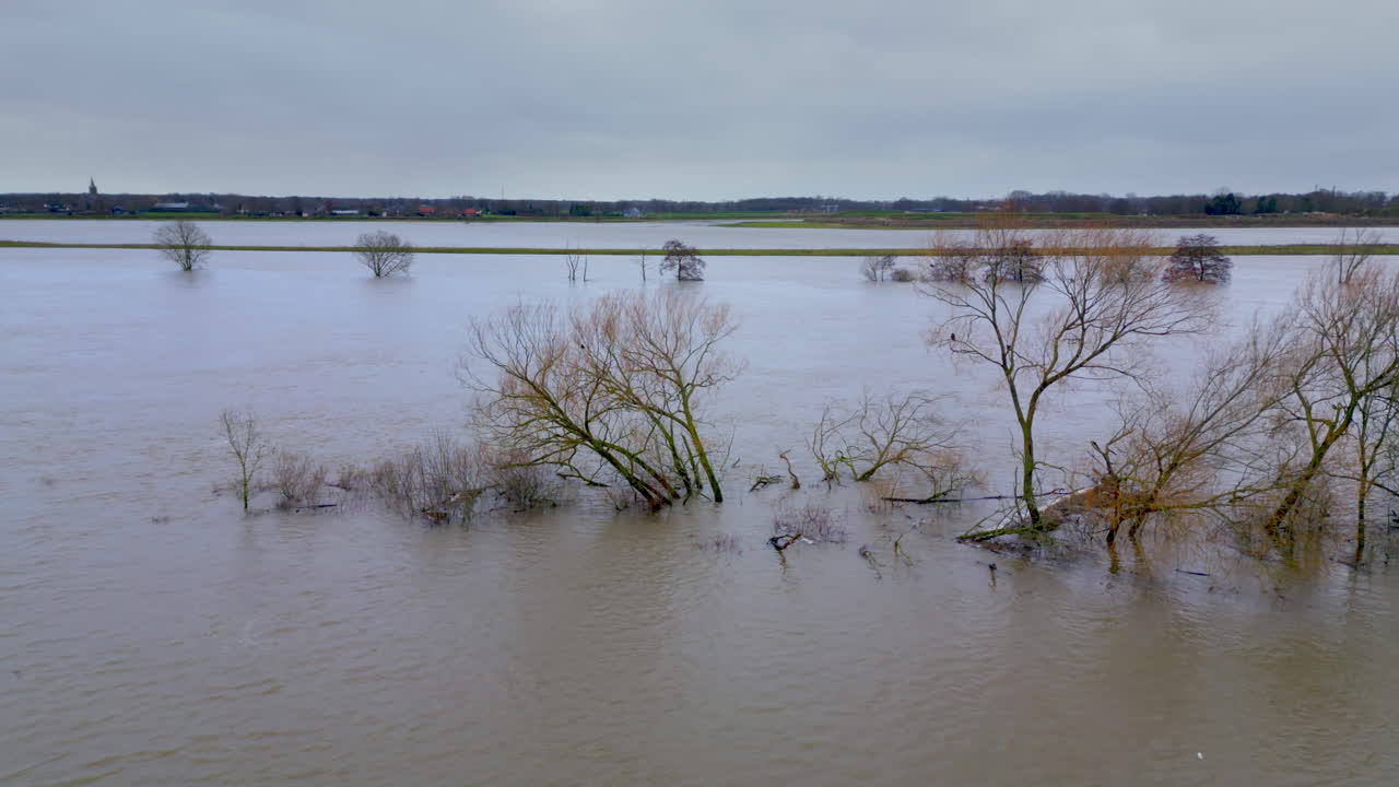 Trees drown in flooded areas with high water levels and flooding in Limburg