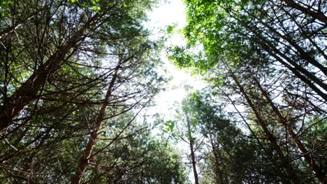 forest canopy