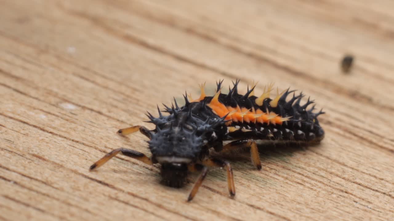 아시아 오렌지와 블랙 무당벌레 애벌레 나무 표면 극단적인 클로즈업에 크롤링