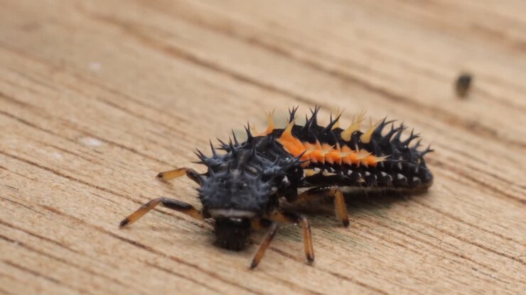 asian orange and black ladybug larva crawling on wooden surface extreme close-up