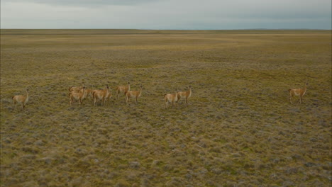 impresionante vista aérea de una manada de guanacos vagando por los llanos de argentina