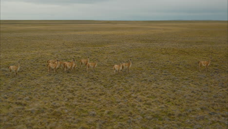 impresionante vista aérea de una manada de guanacos vagando por los llanos de argentina