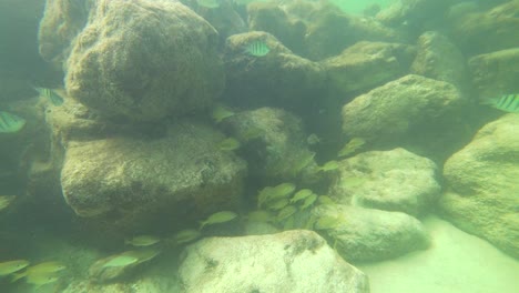 variedad de peces comiendo en el arrecife de coral de méxico.