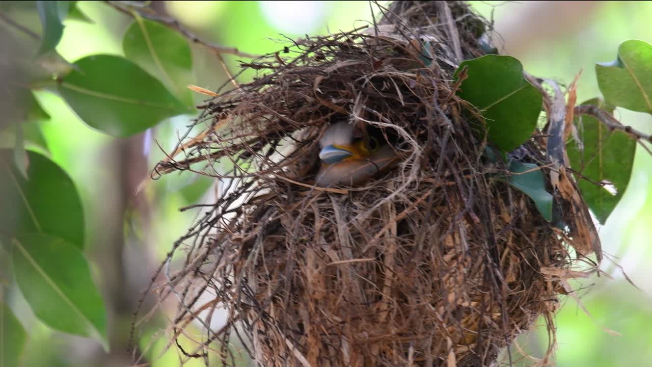 The Silver-breasted Broadbill is a famous bird in Thailand, both local and international