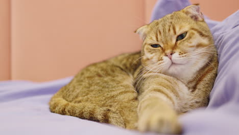 cute scottish fold cat on a bed