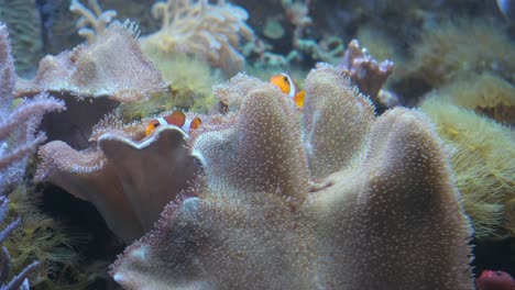 Nemo the clownfish in an anemone on a healthy cora 4k 2025 07 24 06 39 07 utc.mov | actinia, anemone, anemone fish, anemonefish