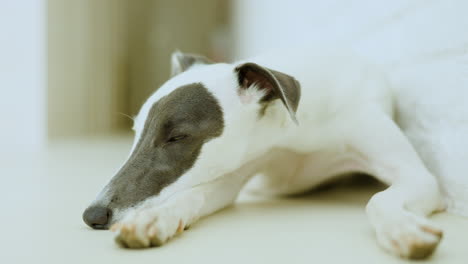 perro whippet en la luz del sol de la tarde