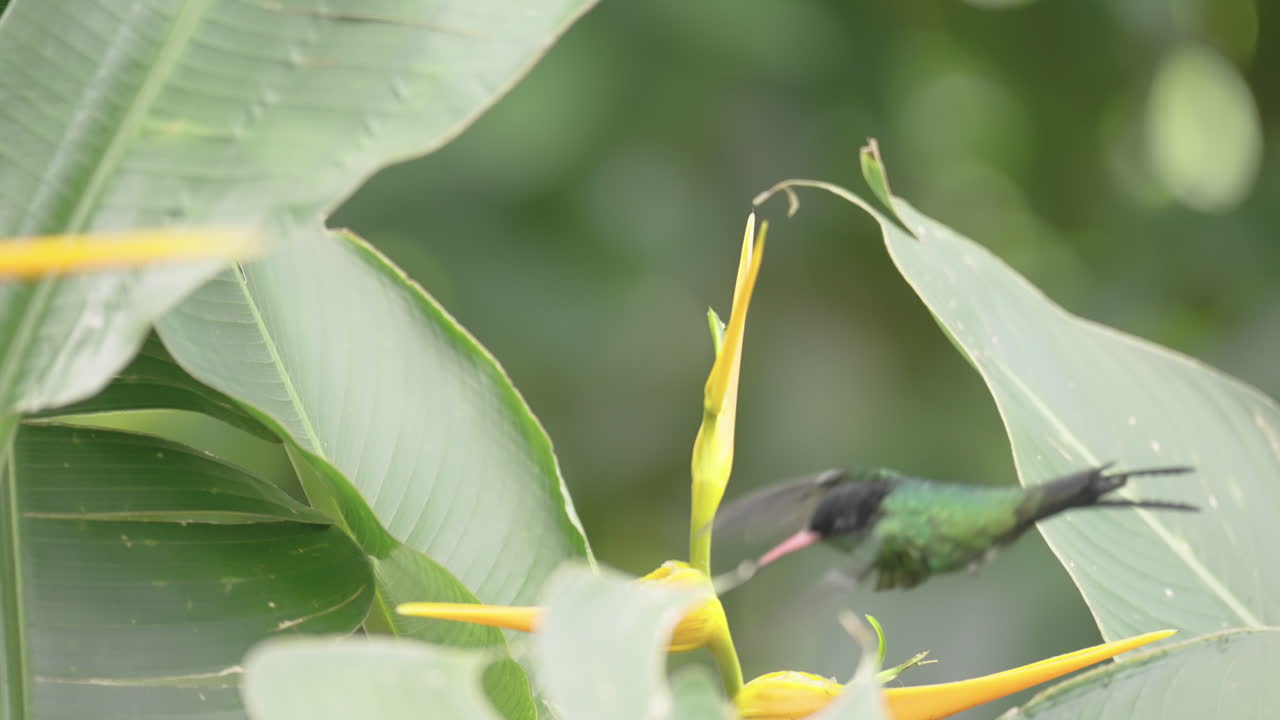 Amazing paradisiac bird: Red-billed Streamertail - endemic to Jamaica. Drinks nectar.