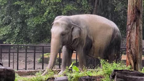 elephant in the rain