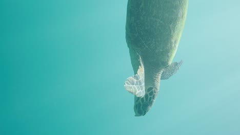 green sea turtle swims in sea in sunlight, underwater slomo close-up