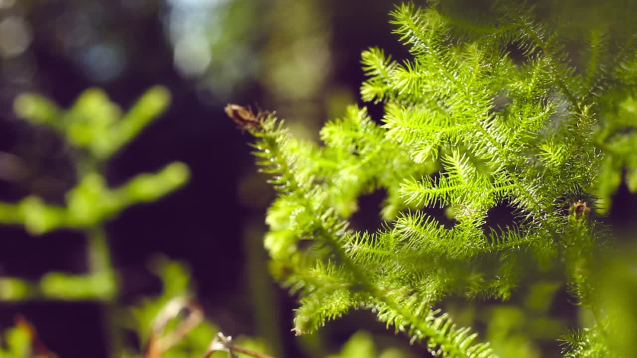 видео травы в тропических тропических лесах борнео с элементами утреннего солнечного света и эффектами размытия или боке.
