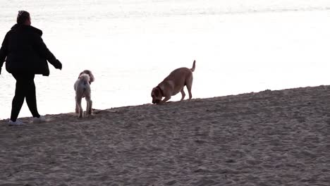 two dogs interact on a beach