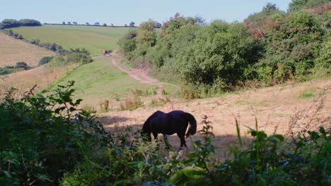 Two-horses-grazing-on-the-field