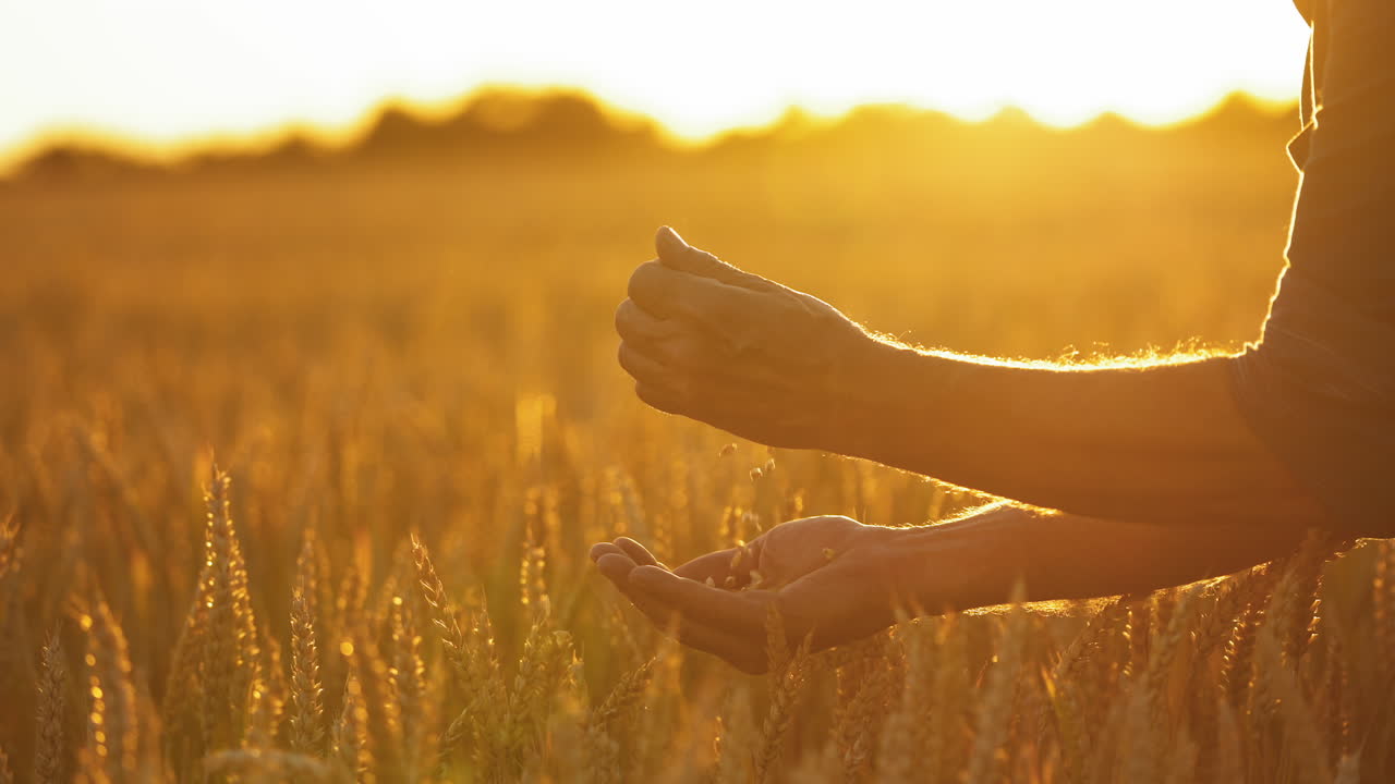Ripe grains in man's hands against setting sun. Bright orange sunlight shining on farmer's hands with wheat seeds on a field.