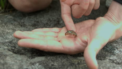 tiny frog jumping off a hand