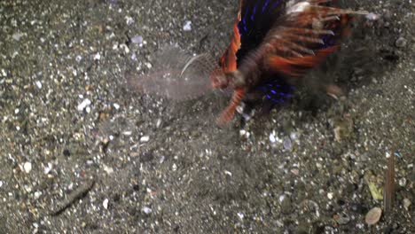 Bluefin-lionfish-feeding