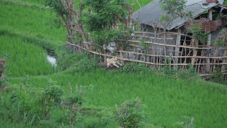 Small-dog-leashed-on-a-wooden-fence-is-running-around-while-looking-towards-the-camera-near-rice-fields