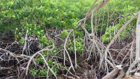 Foliage of dense mangles on the beach shore of tropical island