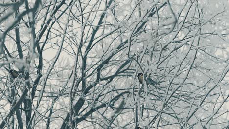 carboneros cubiertos de árboles de nieve en el bosque a cámara lenta