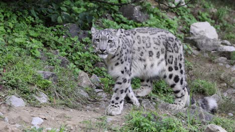 slow motion of wild ounce snow leopard chasing in wilderness with rocks, close up tracking shot