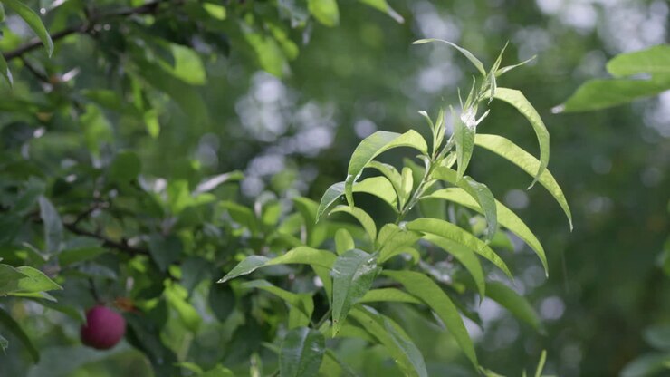 Foglie verdi degli alberi dopo la pioggia sotto il sole