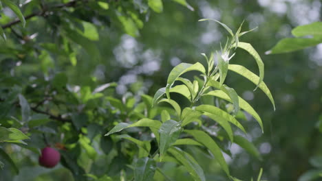 Green tree leaves after the rain in sunny