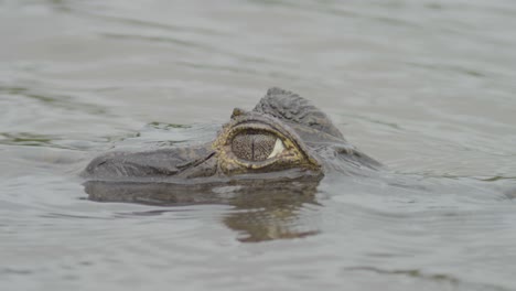 Caimán-Peligroso-Mirando-Por-Encima-Del-Agua---Primer-Plano-De-La-Cara