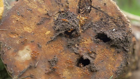 ant colony living in rotten wood