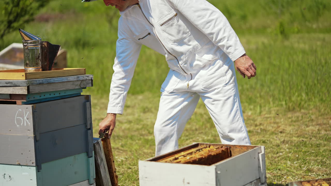 Apiarist in white suit works near beehives. Beekeeper man taking out frames from hives before pumping honey. Harvesting season on the apiary.