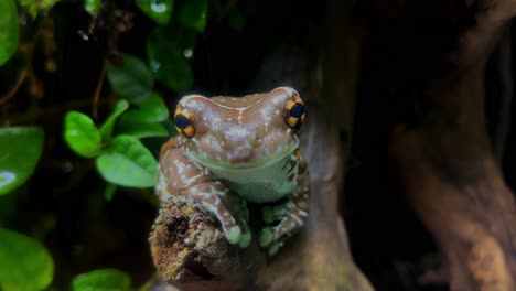 a breathing frog with special yellow eyes sits on a branch