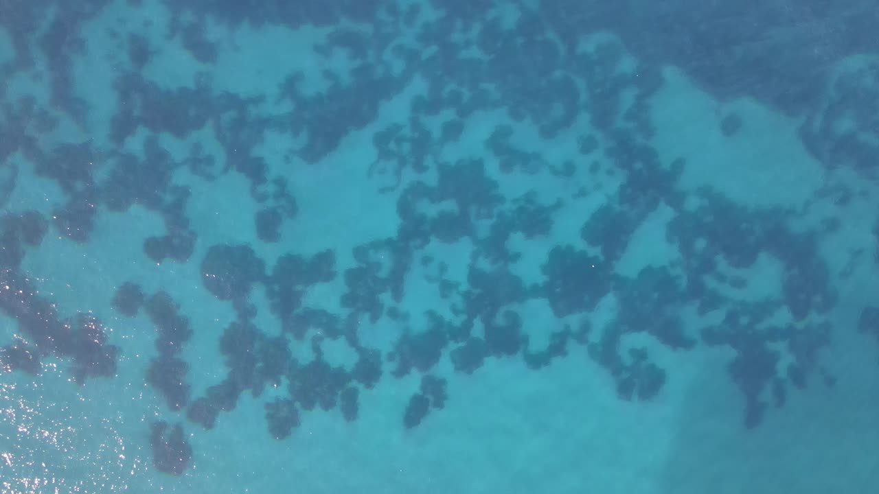 바다에 나타나는 해조류