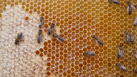 slowly moving bees crawling by the honeycombs full of honey. organic fresh healthy food ready for extraction. close up.