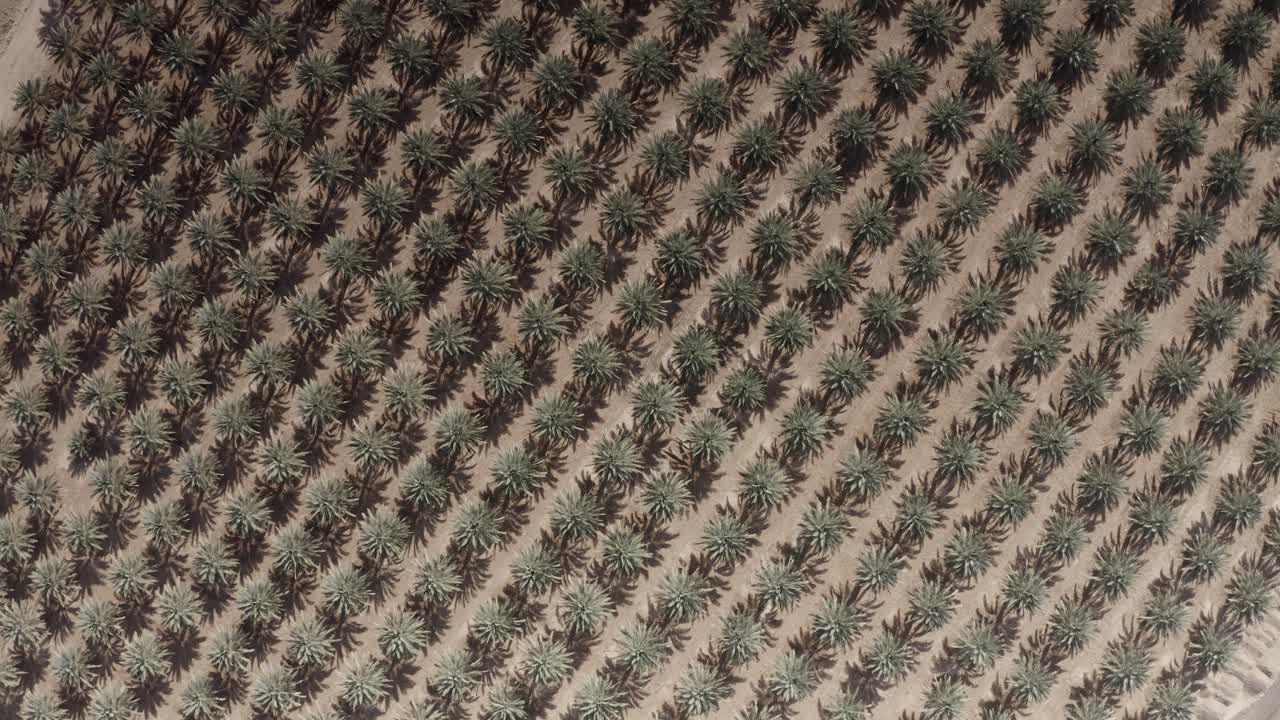 Aerial View of Agave Farm