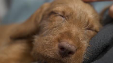 primer plano de dormir cachorro vizsla siendo acariciado en su cabeza