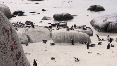 african penguin colony at the beach in cape town, south africa, boulders beach