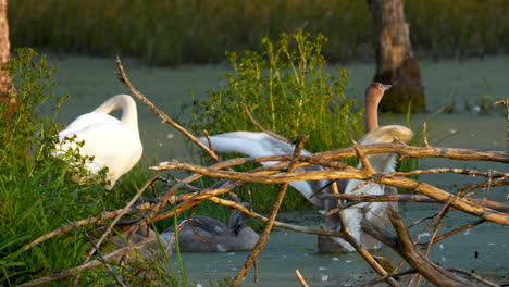 swans and cygnets among reeds and branches in a marshy area at sunset, showcasing a peaceful natural habitat