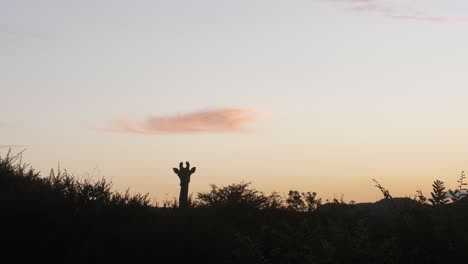 giraffe in pilanesberg national park in south africa during sunset